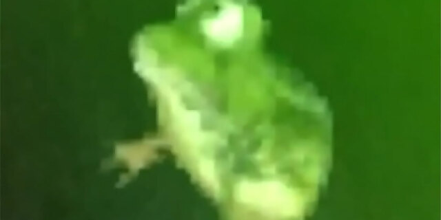 anal